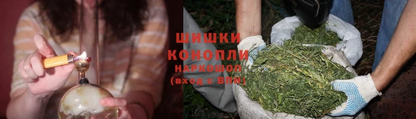 индика Бородино